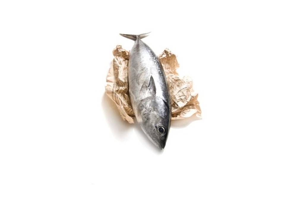 Thunfisch Thunfisch