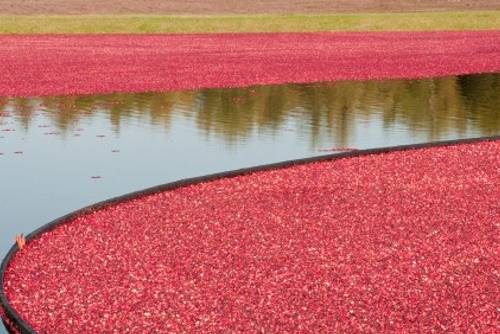 Cranberry Ernte in New England, USA