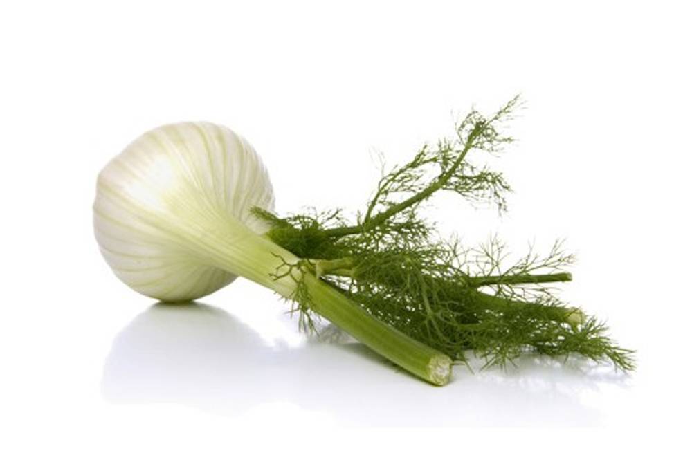 Fenchel Fenchel