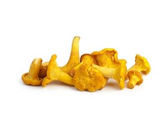 Eierschwammerl Eierschwammerl