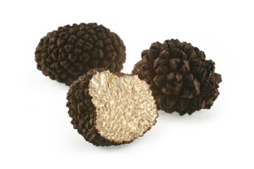 Périgord Trüffel Périgord Trüffel