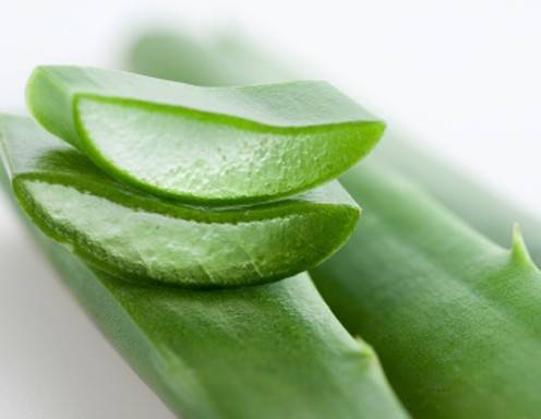 Aloe Vera - Wstenlilie im Kochtopf - ichkoche.at