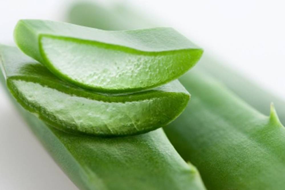 Kochen mit Aloe Vera