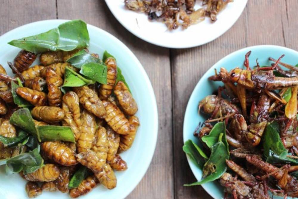 Insekten essen Insekten essen