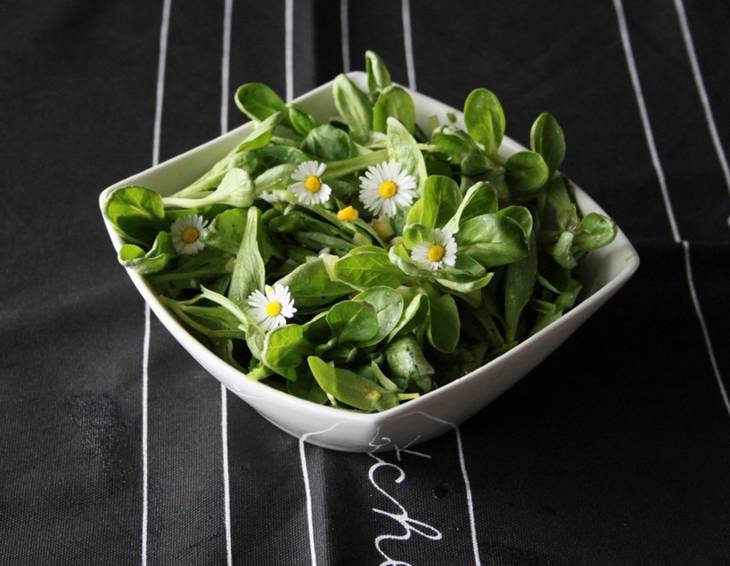 Vogerlsalat Vogerlsalat