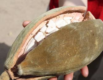 Affenbrotbaumfrucht Affenbrotbaumfrucht