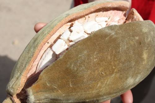 Affenbrotbaumfrucht Affenbrotbaumfrucht