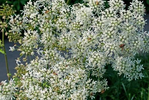 Bärentatze Bärentatze