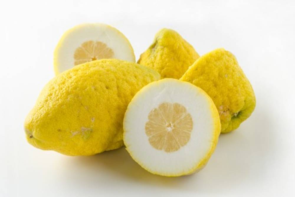 Cedro Cedro