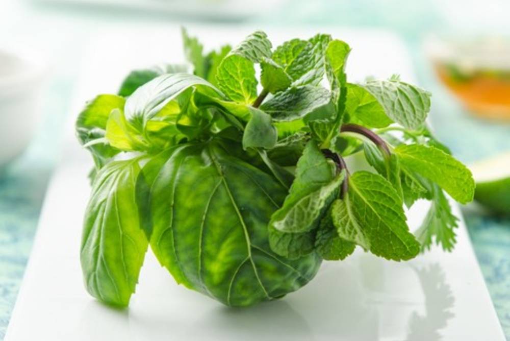 Was gedeiht in Ihrem Balkon- oder Gartenbeet? Was gedeiht in Ihrem Balkon- oder Gartenbeet?