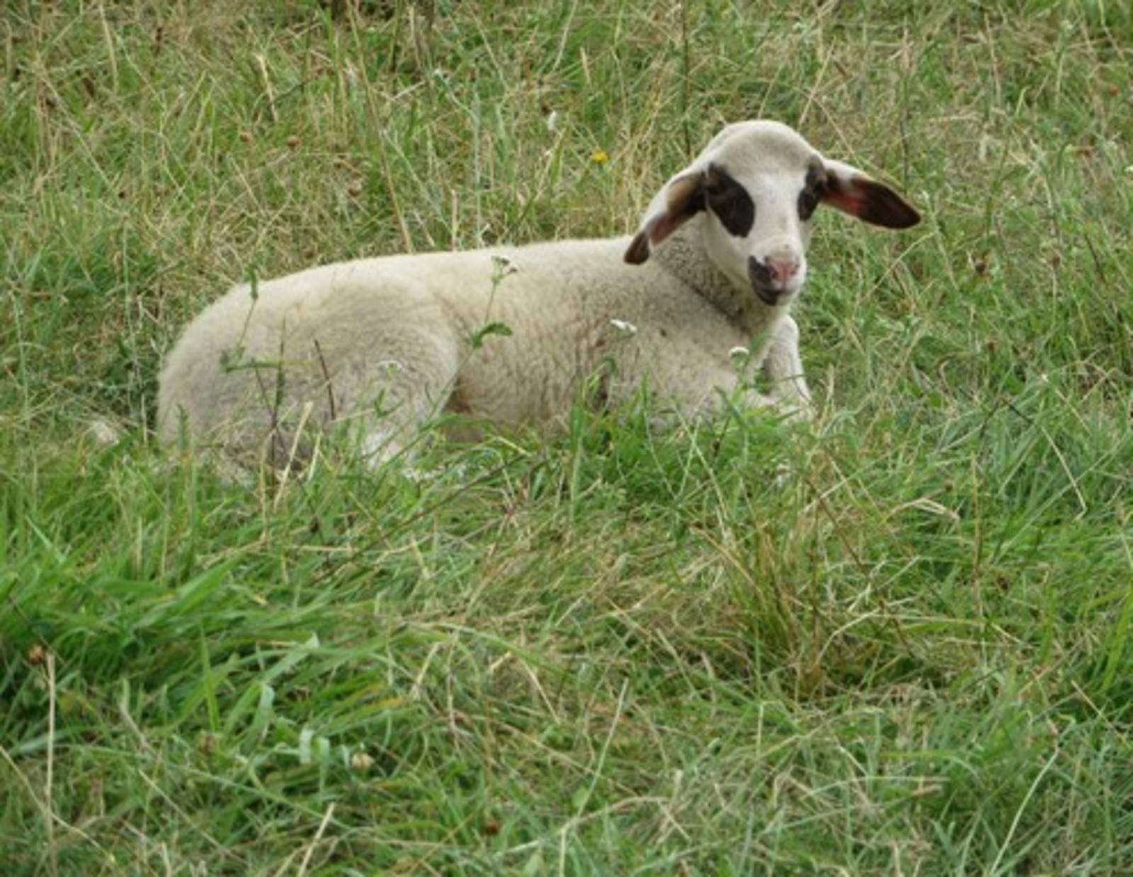 Brillenschaf