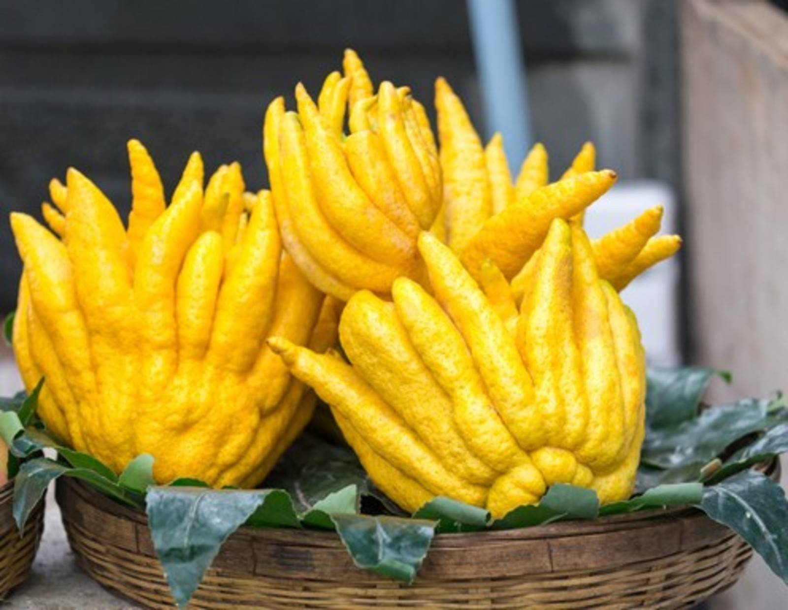 Buddhas Hand Zitrone