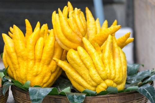 Buddhas Hand Zitrone Buddhas Hand Zitrone