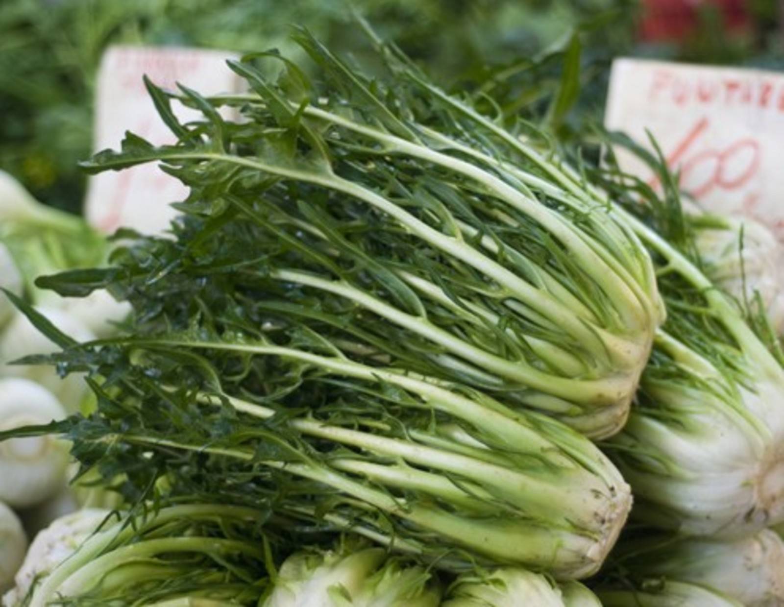 Puntarelle