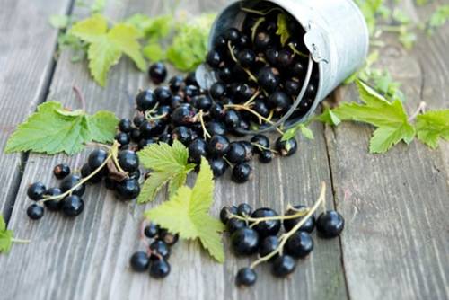 Cassis Cassis