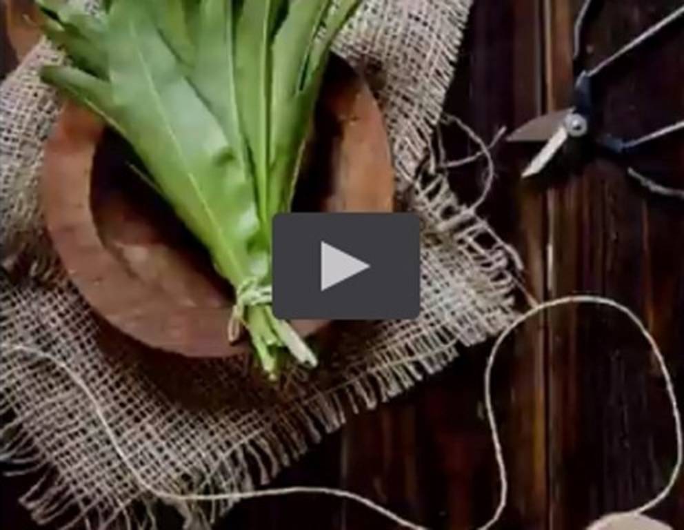 Bärlauch richtig pflücken Bärlauch richtig pflücken