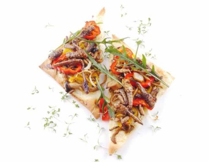 Insekten Flammkuchen Insekten Flammkuchen