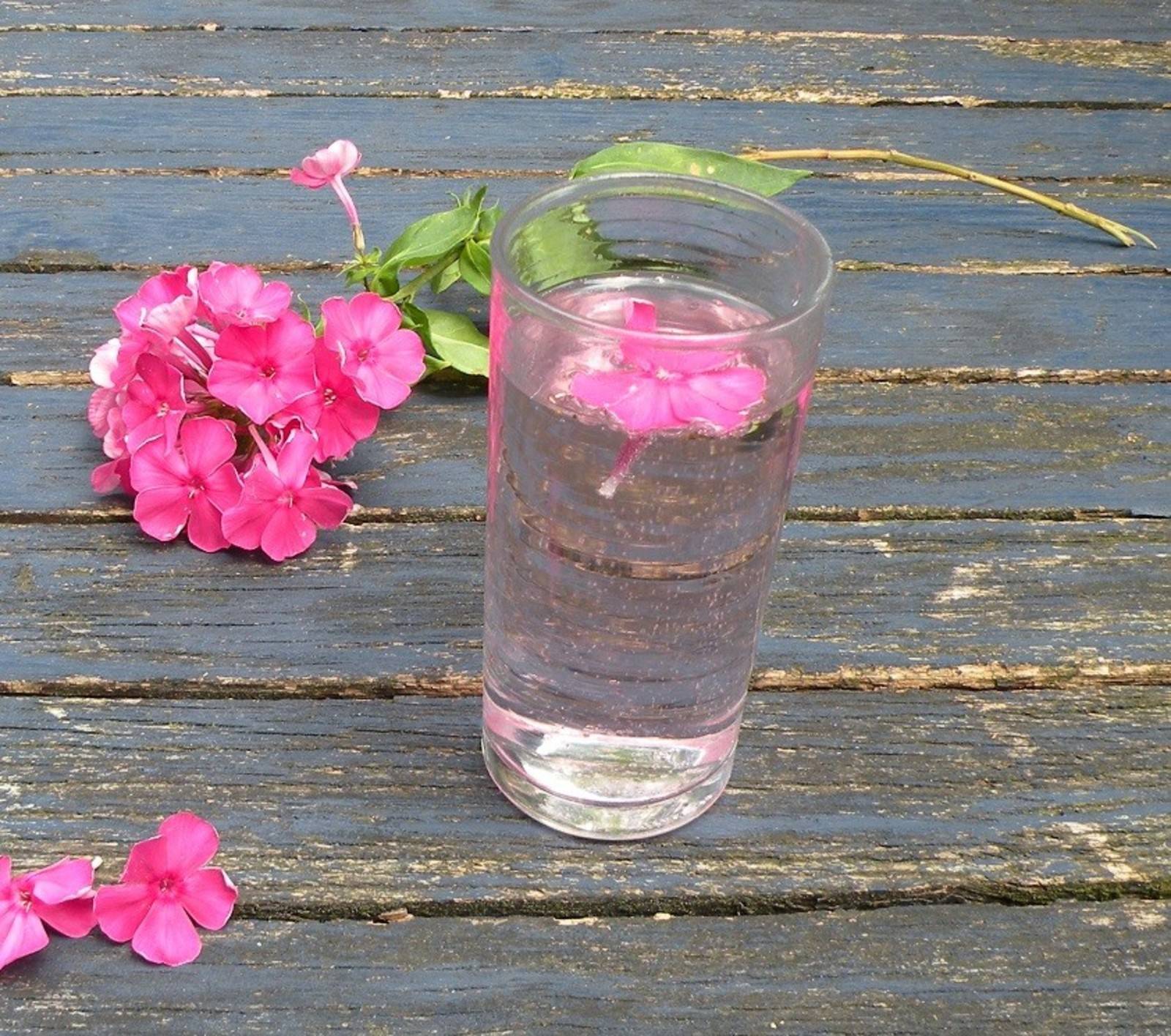 Gartenphlox Limonade