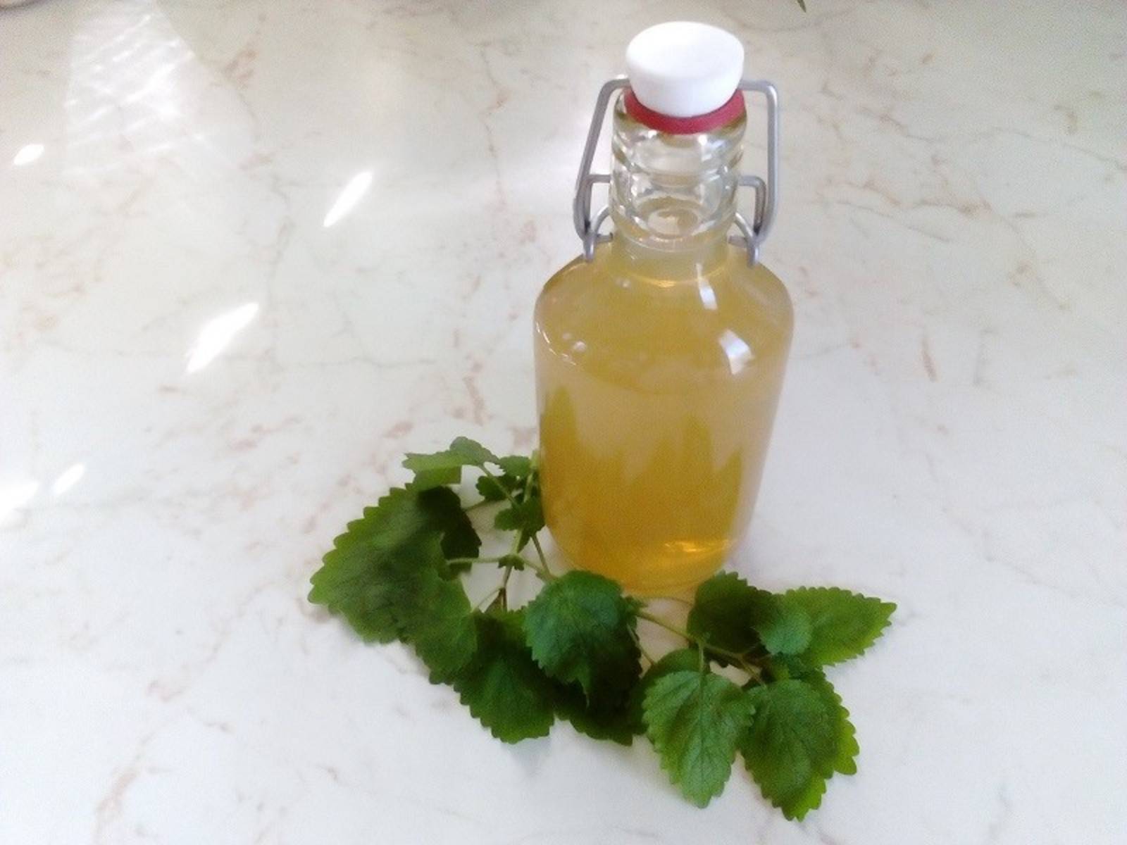 Zitronenmelissen-Sirup Rezept - ichkoche.de Zitronenmelissen-Sirup Rezept - ichkoche.de