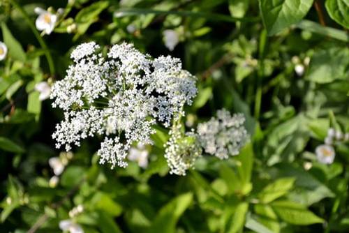 Bibernelle Bibernelle