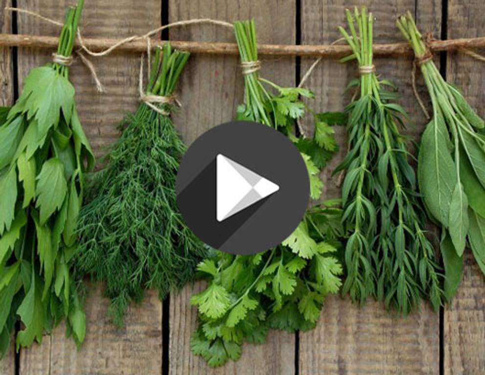 Kleine Kräuterkunde Kleine Kräuterkunde