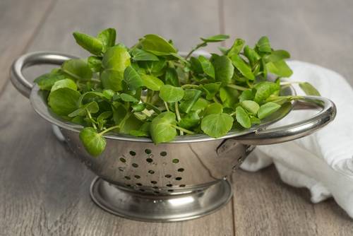 Brunnenkresse Brunnenkresse