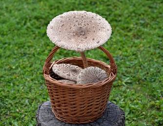 Parasol Rezepte Parasol Rezepte