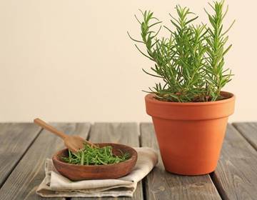 Die besten Rosmarin Rezepte