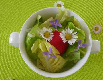 Grüner Salat mit Radieschen Grüner Salat mit Radieschen