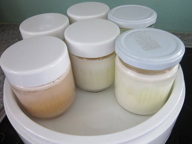 Joghurt selbstgemacht