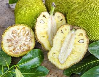Jackfruit Jackfruit