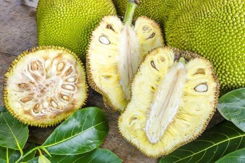 Jackfruit Jackfruit