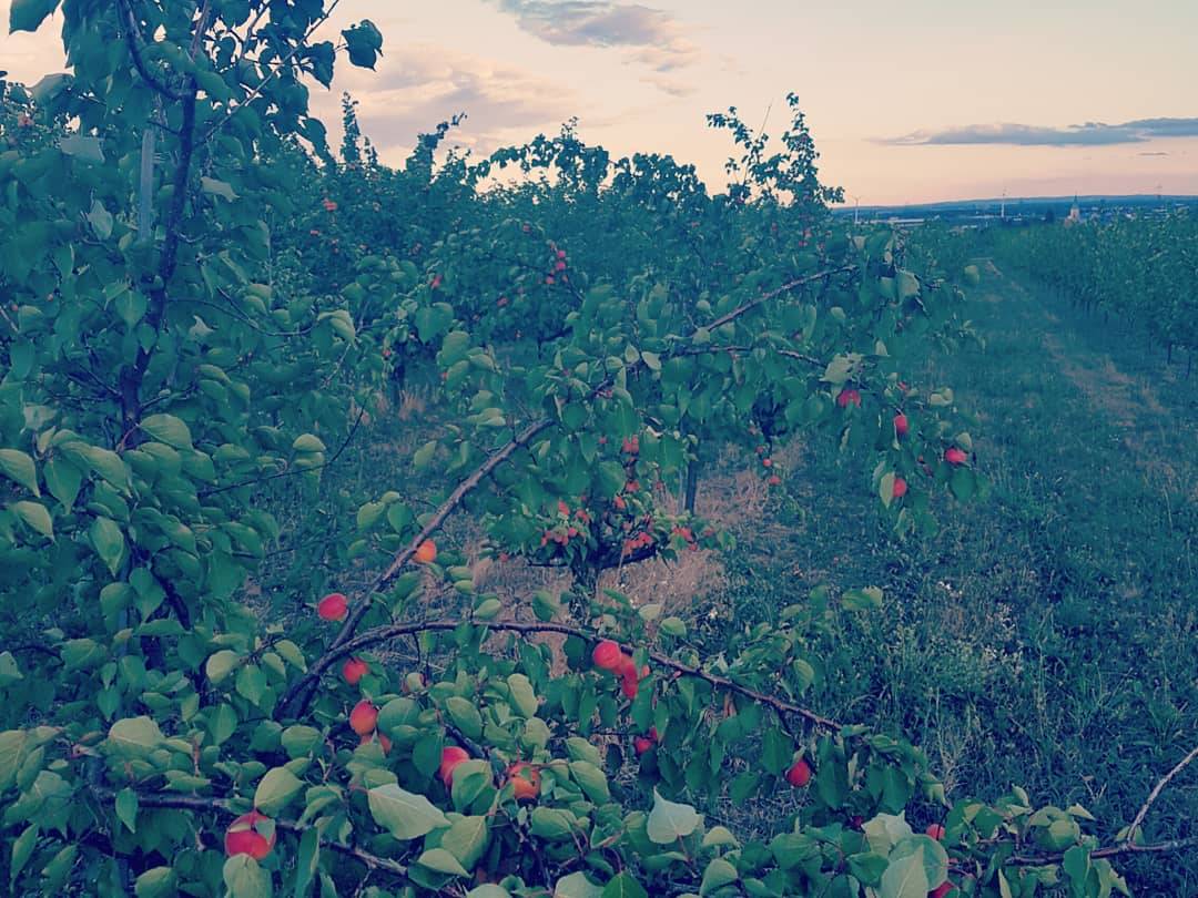 Noch mehr Marillenbäume