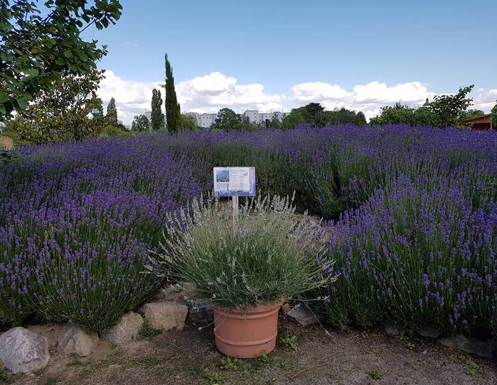 Garten der Provence - Oh la la Lavendula!