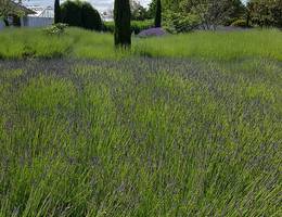 Garten der Provence - Noch mehr Lavendel