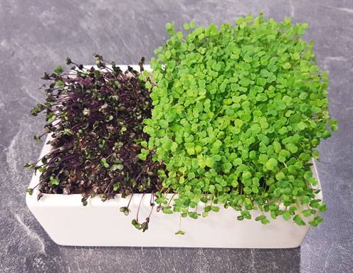 Microgreens