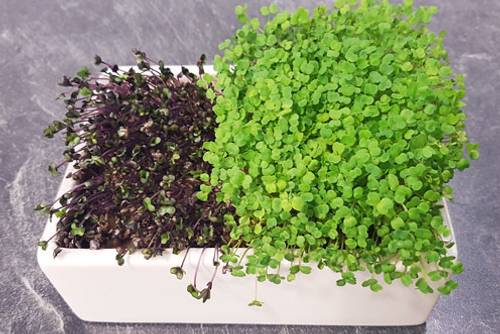 Microgreens Microgreens