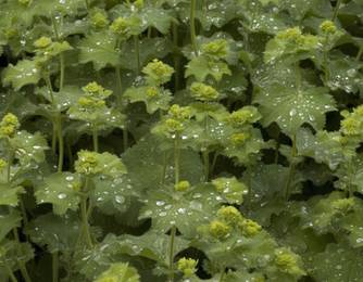 Frauenmantel Frauenmantel