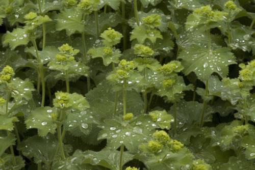 Frauenmantel Frauenmantel