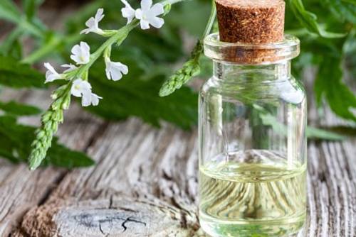 Eisenkraut Eisenkraut