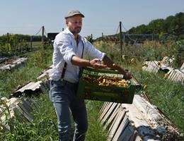 Fütterung! Einmal in der Woche ist "Festtag" und die Schnecken bekommen Gemüse. Man hört sie dann, wie sie es mit ihren 10.000 Zähnen abschaben.  Fütterung! Einmal in der Woche ist "Festtag" und die Schnecken bekommen Gemüse. Man hört sie dann, wie sie es mit ihren 10.000 Zähnen abschaben.
