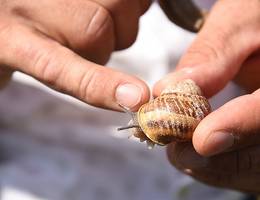Woran erkennt man, dass die Schnecken ausgewachsen sind? Sie bilden an ihrem Häuschen eine Rille aus. Woran erkennt man, dass die Schnecken ausgewachsen sind? Sie bilden an ihrem Häuschen eine Rille aus.