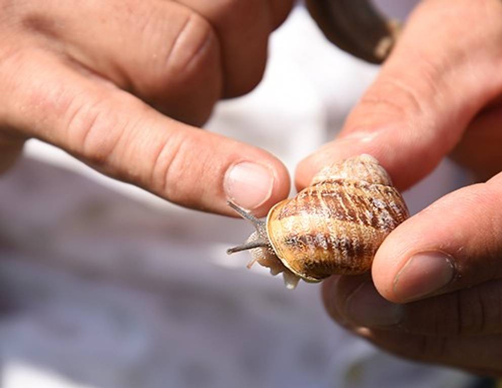 Woran erkennt man, dass die Schnecken ausgewachsen sind? Sie bilden an ihrem Häuschen eine Rille aus.