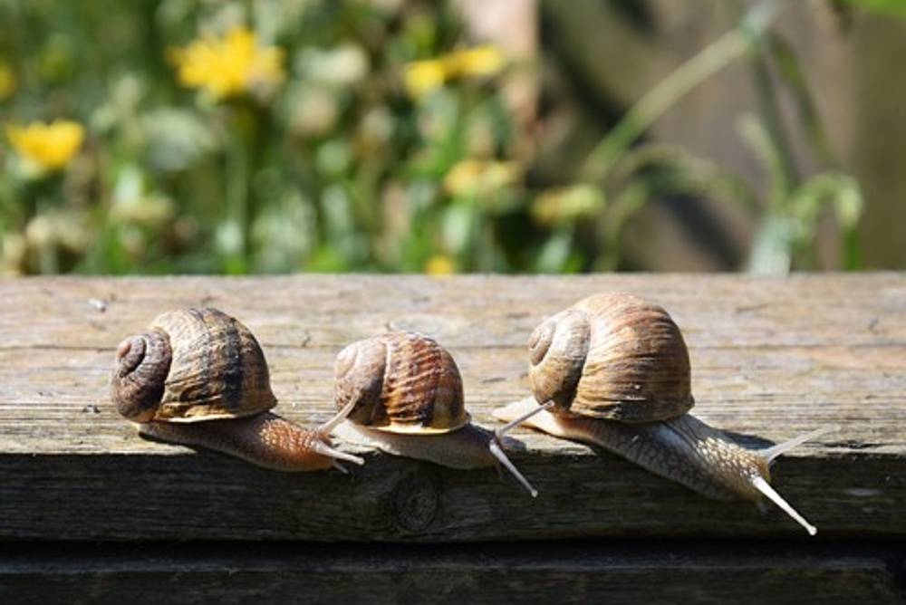 Schnecken checken Schnecken checken