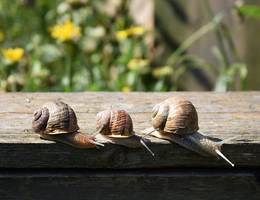 Alle Schnecken wollen wieder in den Schatten. Ihre Augen dienen übrigens nur dazu, den nächsten finsteren Fleck zu finden. Alle Schnecken wollen wieder in den Schatten. Ihre Augen dienen übrigens nur dazu, den nächsten finsteren Fleck zu finden.