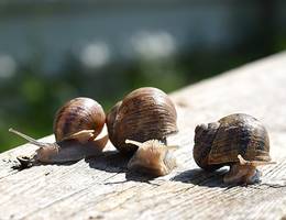 Die 3 Schneckenarten am Gugumuck-Hof: Petit Gris, Helix pomatia und Helix aspersa maxima.  Die 3 Schneckenarten am Gugumuck-Hof: Petit Gris, Helix pomatia und Helix aspersa maxima.