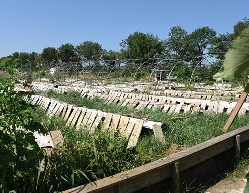 Die Schnecken wohnen in diesem "Gehege" unter Holzplanken. Sie fressen das Grünzeug, bekommen aber auch Bio-Spezialfutter sowie Gemüse.