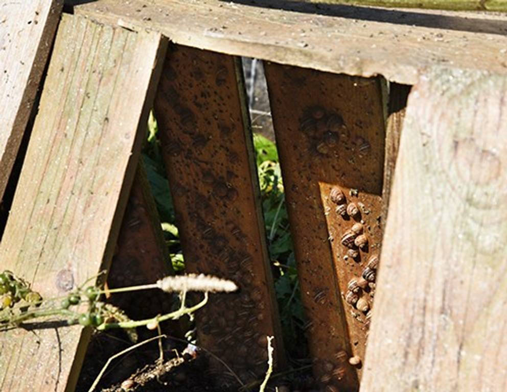 Die Schnecken verstecken sich im Schatten ihrer Holzlatten. Die Schnecken verstecken sich im Schatten ihrer Holzlatten.