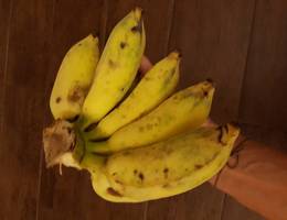 Mini Bananen