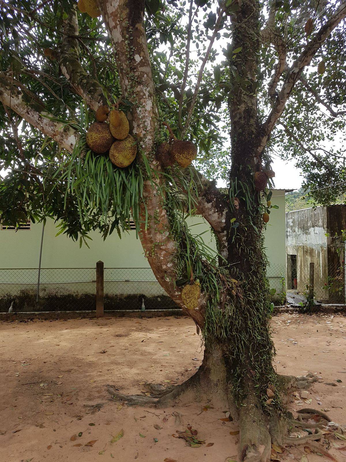 Jackfruit